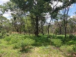  5 nabbed for illega land allocation in Chongwe