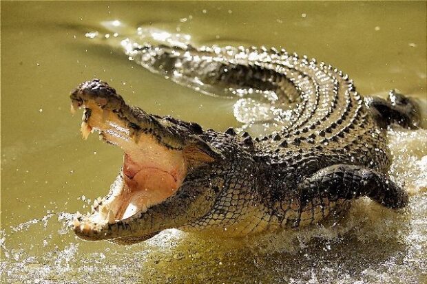  Man killed by croc
