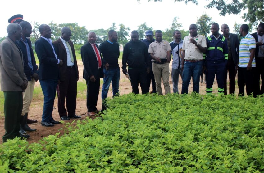 Lumezi district to plant 31,200 trees